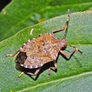 AAA CERCASI CIMICI (ASIATICHE) PER ALLEVAMENTO!!